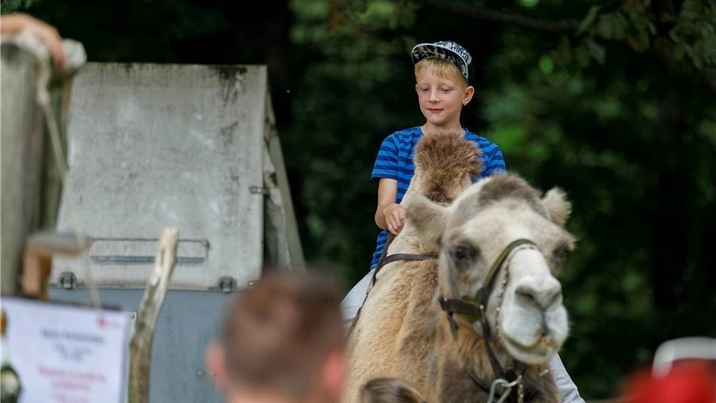 Die meisten Veranstaltungen in der Neißestadt fanden jedoch am Sonntag statt. So wie Denny Richter nutzten zahlreiche Kinder beim Tierparkfest die Möglichkeit, auf einem Kamel zu reiten, das neue Känguru-Gehege zu besichtigen oder an den vielen Ständen zu verweilen.