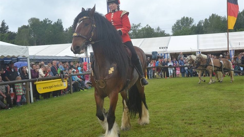 Ein Shire Horse, die größte Pferderasse der Welt.