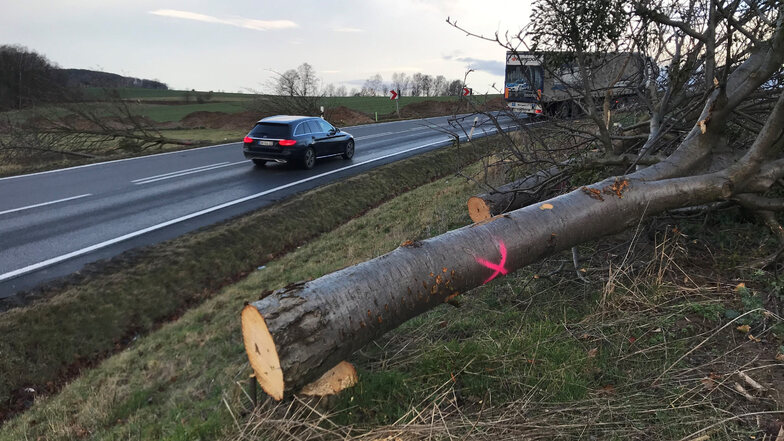 Gefällte Bäume an der S177 bei Wünschendorf. Alles deutet auf einen baldigen Baubeginn hin.
