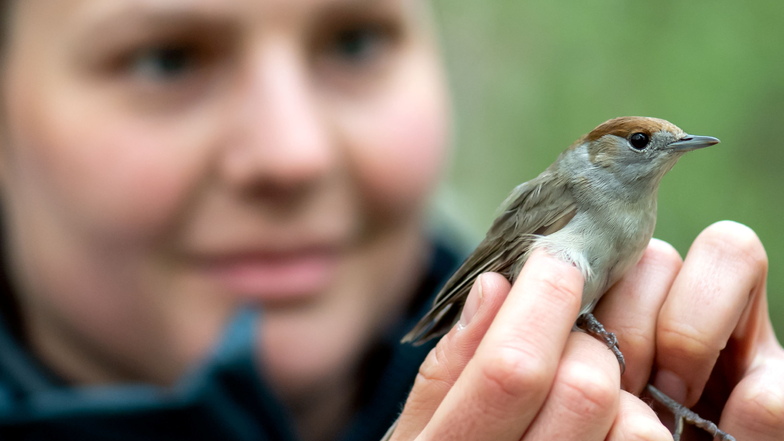 Sabine Urban begutachtet in einem Teichgebiet bei Neschwitz ein Mönchgrasmückenweibchen. Beim Integrierten Monitoring von Singvogelpopulationen werden unter anderem der Gesamtzustand der Vögel bewertet, aber auch Flügel und Gewicht gemessen.