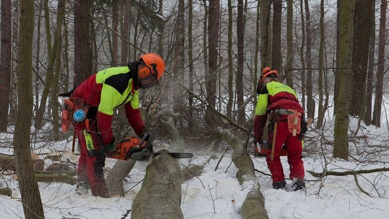 Anspruchsvoll: Am Försterhain lernen die Azubis des Forstbezirks das Baumfällen unter schwierigen Bedingungen. Aber Arthur Gommlich (r.) und Paul Winter aus dem zweiten Lehrjahr schlagen sich wacker.