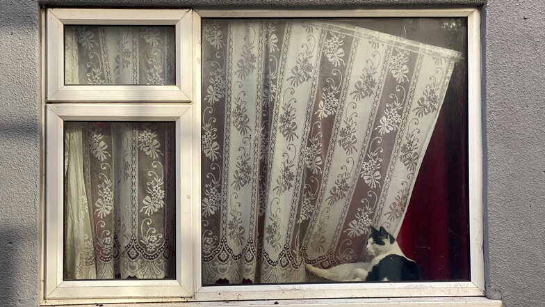 Eine Katze guckt in der "Brexit-Hauptstadt" Boston aus dem Fenster eines heruntergekommenen Hauses.