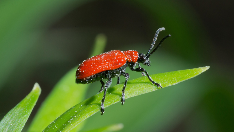 Der Käfer ist leicht zu erkennen: Er trägt ein knallrotes Kleid - aber Kopf, Beine und Fühler sind schwarz.