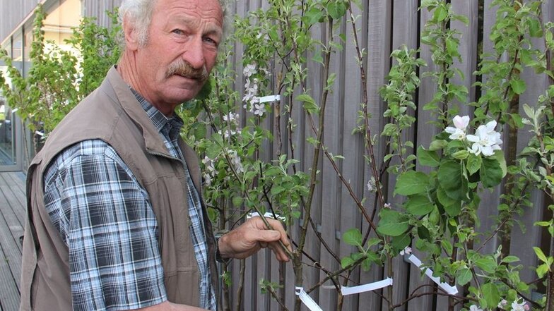 Klaus Schwarz von der gleichnamigen Baumschule aus Löbau verkauft Apfel-, aber auch Birn- und Kirschbäumchen von alten Sorten, die in der hiesigen Region besonders gut gedeihen.
