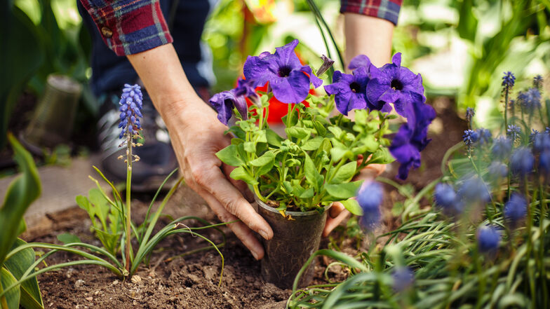 Frühlings-Event am 23. März: Expertentipps, Dekoideen und Angebote für Ihren Garten