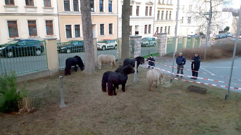 Die sechs ausgerissenen Ponys sind von allein zum Polizeirevier Werdau gekommen, wo sie sich einsperren ließen.
