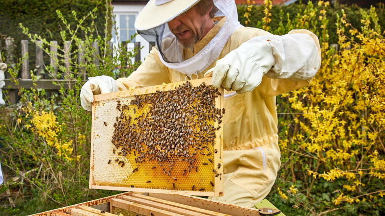 Hobbyimker René Hickmann ist froh, dass es so viele Bienen in der Cottaer Kleingartenanlage gibt. Deshalb hat er hier Bienenstöcke aufgestellt. Die Ernte ist reichlich.