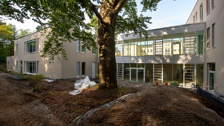 Neuer Anbau am Pirnaer Schiller-Gymnasium: Das Gebäude wurde um einen bestehenden Baum herum geplant.