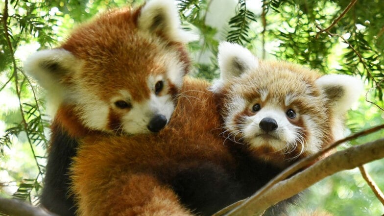 Im Görlitzer Tierpark wird Panda-Tag gefeiert.