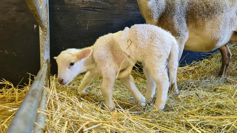 Lamm Dolly wurde im Februar in einem Schafstall in Torgau (Nordsachsen) mit sechs Beinen geboren.