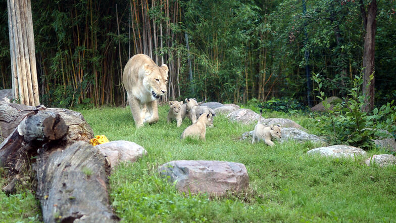 Löwennachwuchs im Leipziger Zoo erkundet das Außengehege
