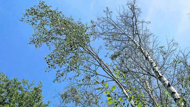 Die Laubfärbung fällt in diesem Jahr aus, denn einige Birken werfen schon jetzt ihre Blätter ab. Besonders am Quitzdorfer Stausee ist das Phänomen in diesem Jahr zu beobachten.