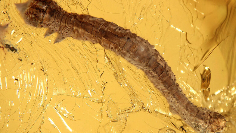 Eine 44 Millionen Jahre alte Rindenspanner-Raupe (Eogeometer vadens) ist in Bernstein eingeschlossen.