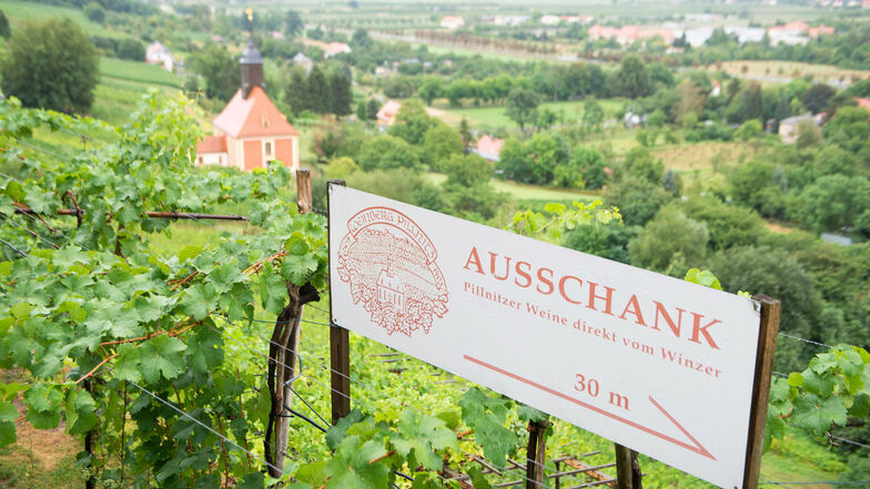 Auf ein Gläschen Wein laden die Dresdner Besenwirtschaften vor allem an Wochenenden ein - wie hier in Pillnitz.