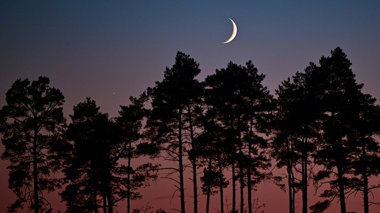 Die Sichel des zunehmenden Mondes ist zusammen mit der Venus am Abendhimmel über einem Kiefernwald östlich von Berlin zu sehen.