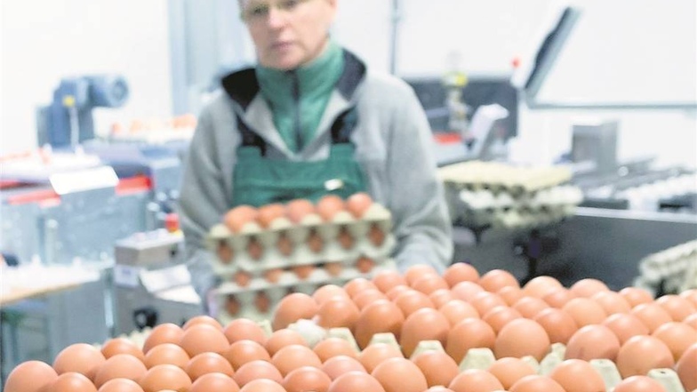 Automatisch eingesammelt: Andrea Blasche stapelt gefüllte Eier-Höcker.