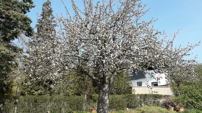 Opas alter Apfelbaum in Römers Garten in Burgstädt: vermutlich ein Königsapfel.