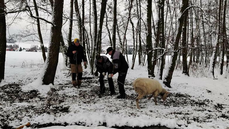 Einer der jüngsten Fälle: Zwei angekettete Schafe mussten aus einem Wald bei Eibau befreit werden.