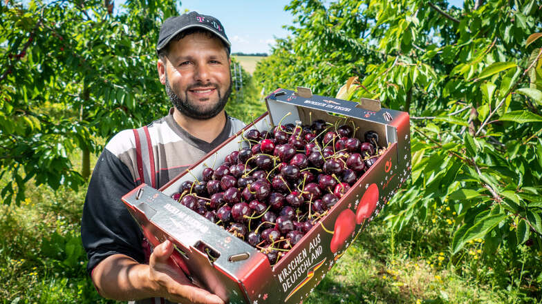Lucion Härtel aus Rumänien gehört zu den Helfern bei der Obstland Dürrweitzschen AG, die gerade die Kirschernte einbringen.