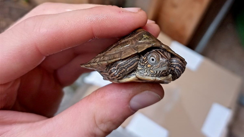 Diese Schildkröte wurde in Canitz gefunden. Aber wem gehört sie?
