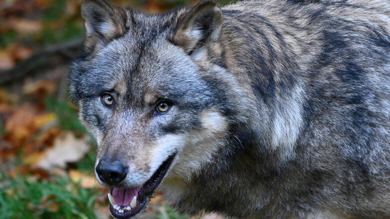 Sächsische Schweiz: Neues Wolfspaar nachgewiesen