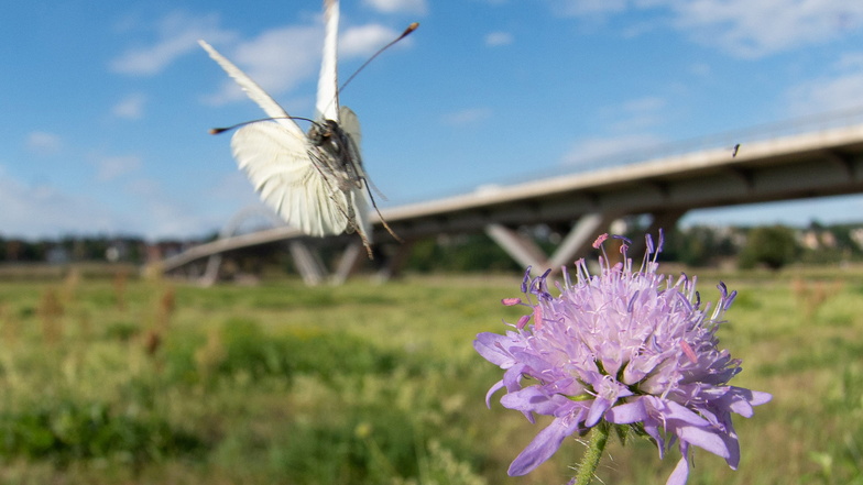 "Weniger Rasen, mehr Schmetterlingswiesen", fordert die Wildbienenexpertin Mandy Fritzsche.