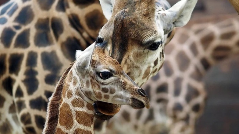 Namen für Giraffennachwuchs im Leipziger Zoo gesucht