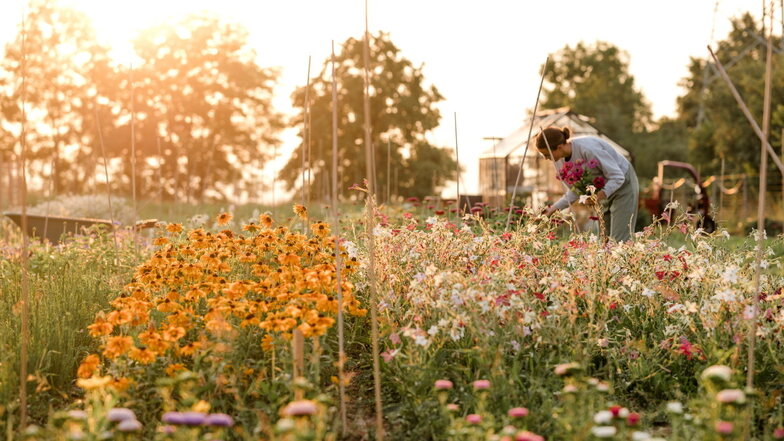 Echinacea, Zinien, Astern – das sind nur drei Blumensorten, die Emma Auerbach auf ihrem kleinen Feld nahe Dresden anbaut. Zum Tag des offenen Gartens darf man sich bedienen.