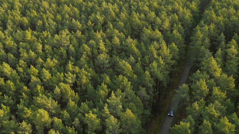 Die Wälder in Deutschland leiden unter dem Borkenkäfer und der Trockenheit. Ein Unternehmer aus dem Erzgebirge hat nun eine Baumpflanzaktion nahe Geising initiiert.