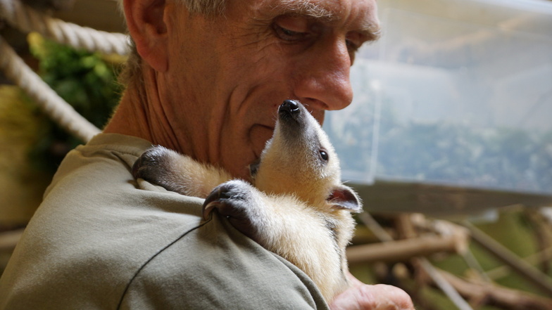 Pfleger Olaf Lohnitz mit dem Mini-Ameisenbären, der vor zwei Monaten geboren wurde.