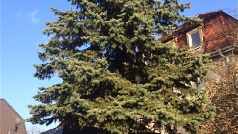 Dieser Baum von Familie Olbort aus Bischofswerda ist zu klein, braucht noch sechs Jahre.