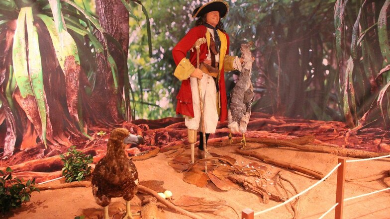 Ein Pirat treibt im Senckenberg Museum
sein Unwesen – in der Ausstellung „Tot
wie ein Dodo"