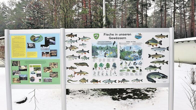 Eine der neuen Lehrtafeln am Waldsee Groß Düben informiert über heimische Fischarten.
Gefördert wurde das Informations-Projekt mit Mitteln der Stiftung „Zuhause in Schleife“.
Der Anglerverein Schleife hofft nun auf reges Interesse.