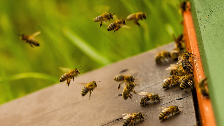 Die Kreissparkasse Bautzen möchte ein Bienenprojekt starten und sucht dafür Partner mit Ideen.