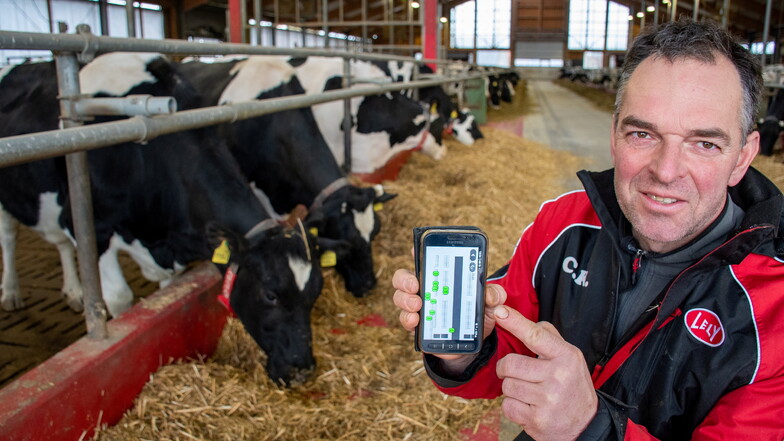 Region Döbeln: Wie moderne Technik die Rinderzucht rettet