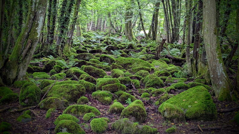 Märchenwald: Entlang des Pfades der Flussgeschichte präsentiert sich der Odenwald wie verzaubert.