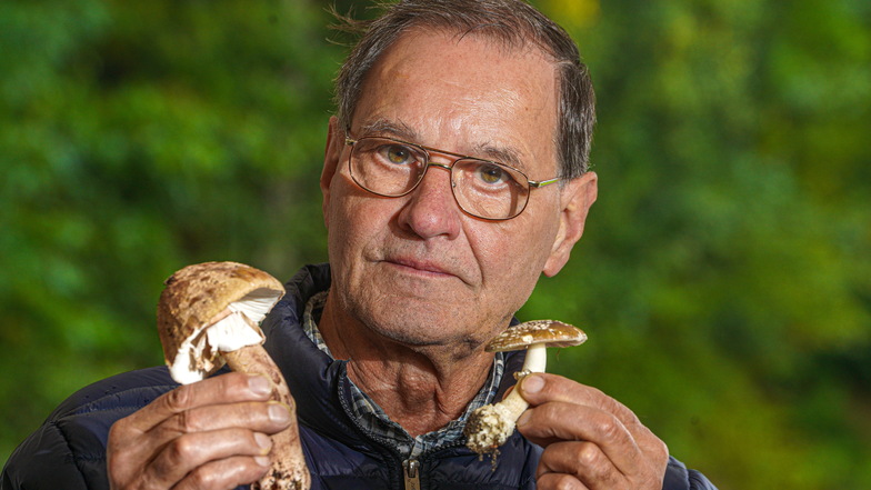 Der Cunewalder Frank Sickert ist einer der Pilzberater im Landkreis Bautzen. In der rechten Hand hält er einen essbaren Perlpilz und in der linken einen giftigen Pantherpilz. Dieser breite sich immer mehr aus und sei in fast jedem Waldgebiet zu finden.