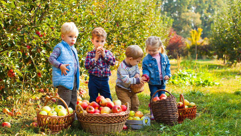 Erntefrische Äpfel, Birnen und Quitten gesucht: Ihre Früchte für regionalen Saftgenuss!