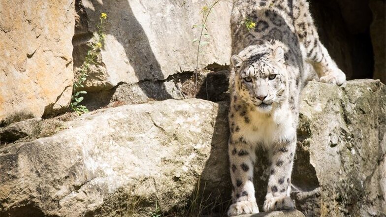 Der Schneeleopard: Der Snow Leopard Trust ist in Zentralasien aktiv. Die Mitarbeiter schulen dortige Bauern zu Raubtierschutzzäunen und versuchen, sie vom Töten der Tiere aus Rachegründen abzuhalten. Auch dafür gibt der Zoo jährlich 1000 Euro.