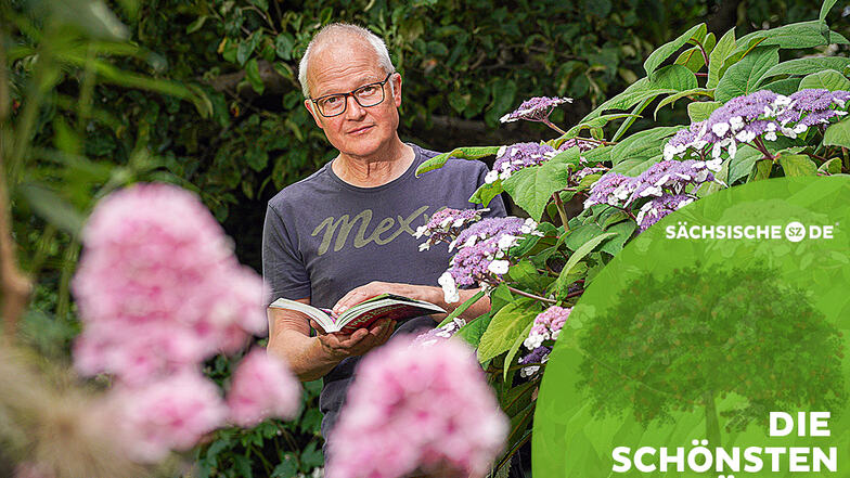 Zur Blütezeit erfreut sich Olaf Haase besonders an seiner Tellerhortensie. Der Garten hinter seinem Bautzener Stadthaus bietet aber noch viel mehr - und das Handbuch „Was blüht im Garten?“ liegt immer griffbereit.