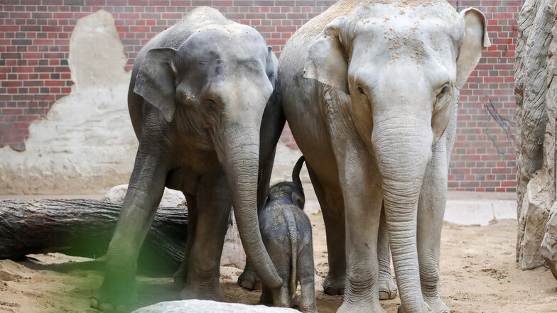 Zoo Leipzig erwartet Nachwuchs bei den Elefanten