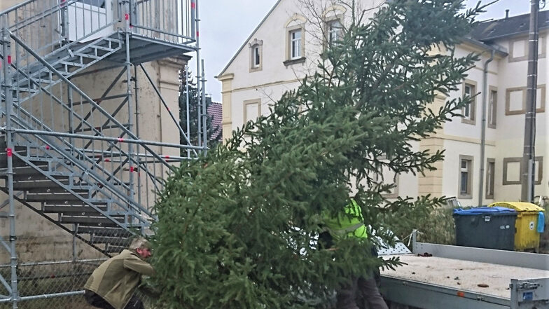 Weihnachtsbaum an der Grundschule Zehista: Das Bäumchen hatte einen berühmten Nachbarn.