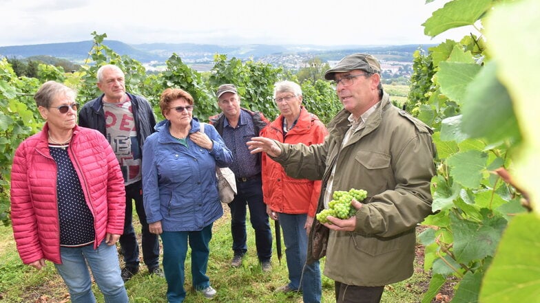 Lars Folde, Chef vom Gut Pesterwitz, erklärt Besuchern an seinem Weinberg, was die Reben jetzt noch brauchen, hier mit einer Weißburgunder-Traube. Links Ulrike Weinert und ihr Mann Uwe aus Mainz.