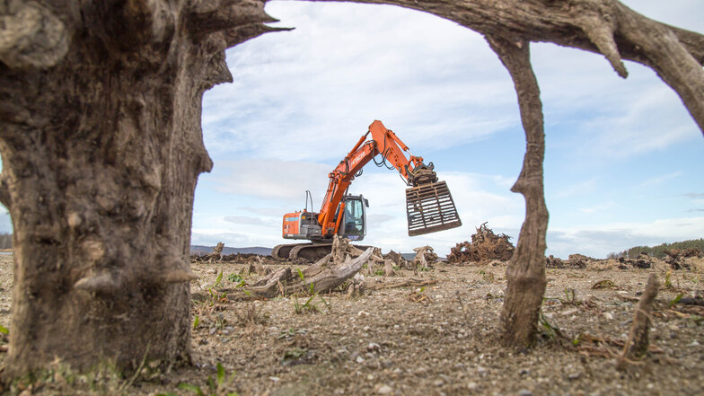 Im Auftrag der Landestalsperrenverwaltung zieht eine Zittauer Firma derzeit Baumwurzeln aus dem Boden der abgelassenen Talsperre Quitzdorf.