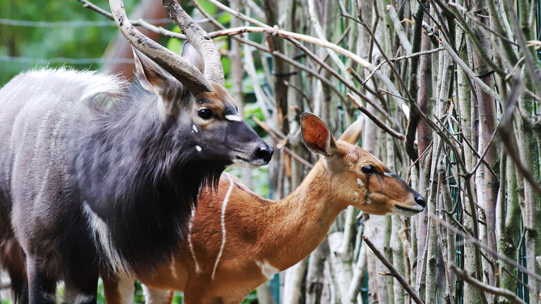 Zoo Dresden: Wechsel in den Wintermodus bei den Nyalas