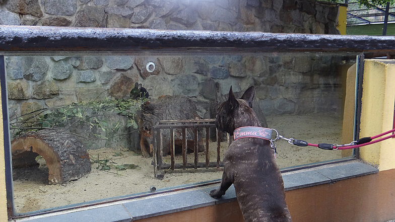 Emma beäugt ein Zoo-Tier - hinter Glas