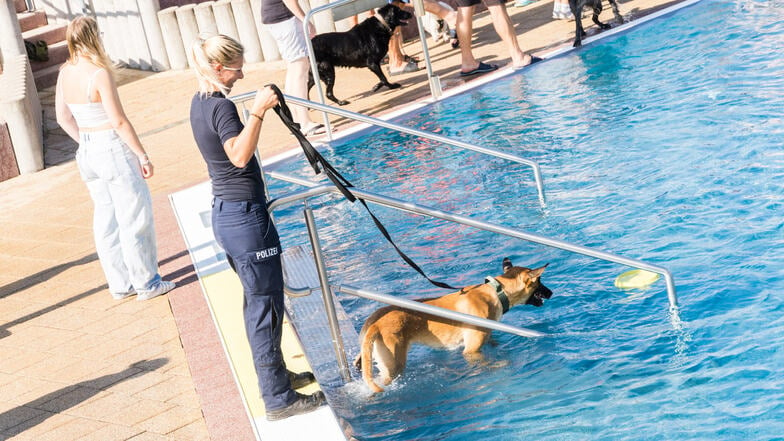 Auch Diensthundeführerin Isabell Schulze von der Polizei ließ ihren Malinois-Rüden Freddy im Riesaer Freibad eine Abkühlung nehmen: Dutzende Hundehalter waren zum ersten Hundebadetag mit ihren Tieren ins Bad gekommen.