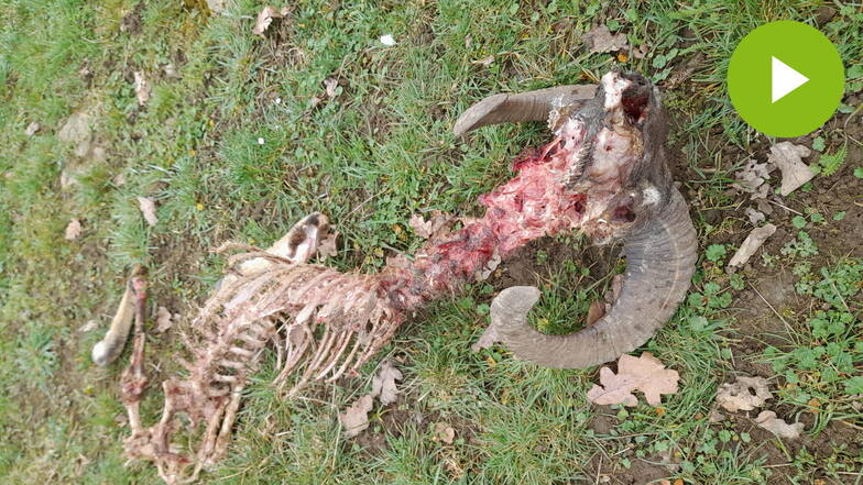 Die Reste eines Mufflon-Widders: In Wingendorf ist man sicher, hier waren mehrere Wölfe am Werk.