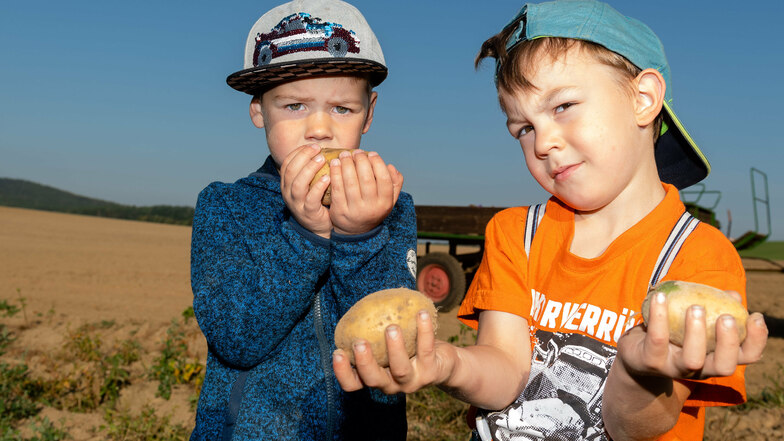 Erwin (r.) und Piet zeigen die großen Kartoffeln, die die Kinder der Kita Oberlichtenau auf ihrem eigenen Feld geerntet haben.