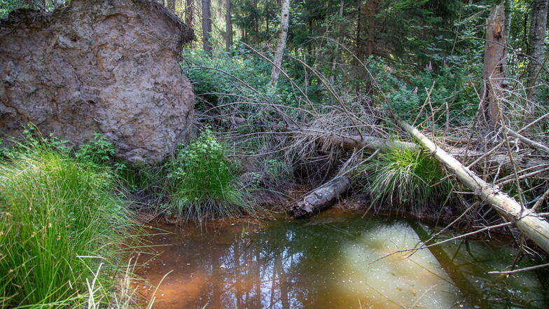 Das Wasser ist auch im Daubaner Wald knapp. Moore wurden über Jahrhunderte entwässert. Nun werden die Gräben zugeschüttet. Ein Teil des Waldes soll Wildnis werden.